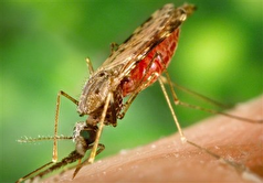 هشدار احتمال شیوع مالاریا در سیستان و بلوچستان