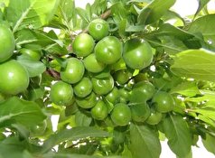 پیش بینی برداشت ۱۱۰۰ تن گوجه سبز از باغات استان قزوین