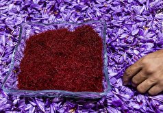 برداشت ۷کیلوگرم زعفران در هر هکتار از مزارع لرستان