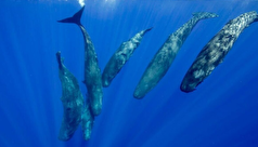 نهنگ عنبر از الفبای ارتباطی استفاده میکند!