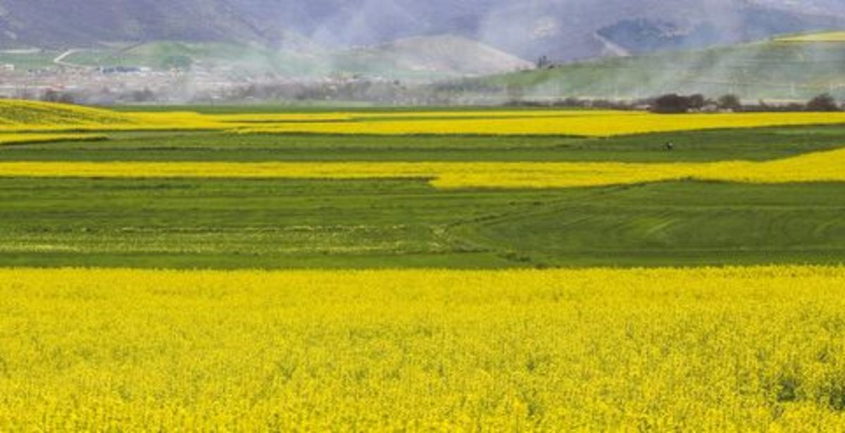 پیش بینی برداشت بیش از ۱۰۰۰تن کلزا در کهگیلویه و بویراحمد