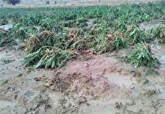 خسارت ۱۰۰ درصدی بارش‌های سیل‌آسا به مزارع زیره کاشمر