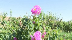 برداشت ۵۰۰ تن گل محمدی از باغستان‌های کویر
