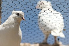 زنگ خطر انقراض برای ۶۵ گونه پرنده به صدا درآمد