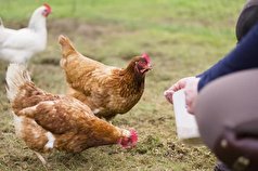 تبدیل چربی مرغ به دستگاه ذخیره انرژی توسط دانشمندان