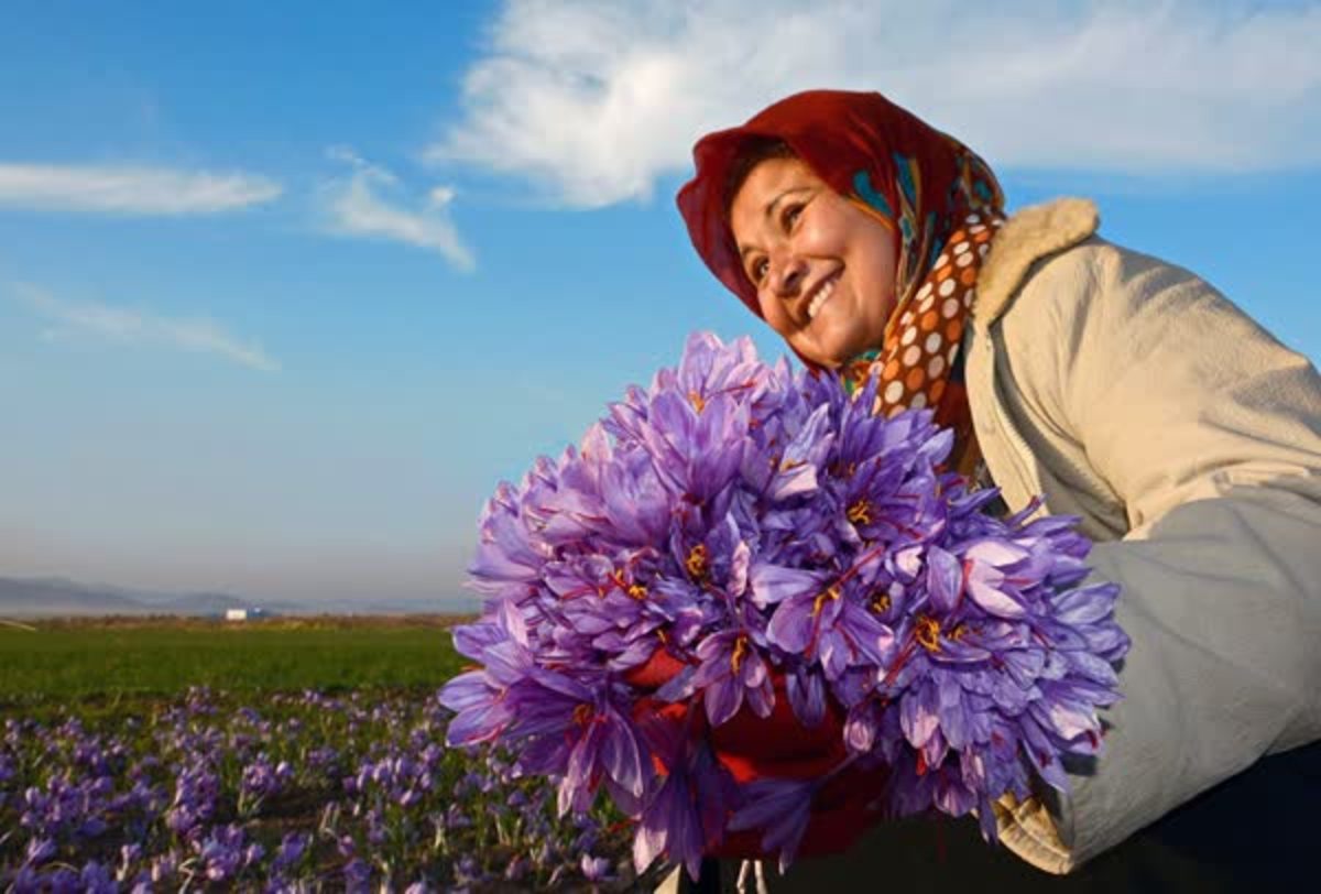 تهدیدی برای زعفران! هشداری جدی درباره نحوه اظهار نظر‌ها