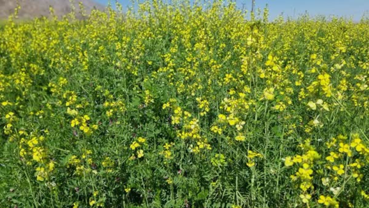 نمایشگاه طبیعت بهار در خراسان جنوبی