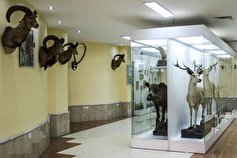 نگهداری بیش از ۷۰۰ تروفه حیات وحش در موزه تاریخ طبیعی ارومیه