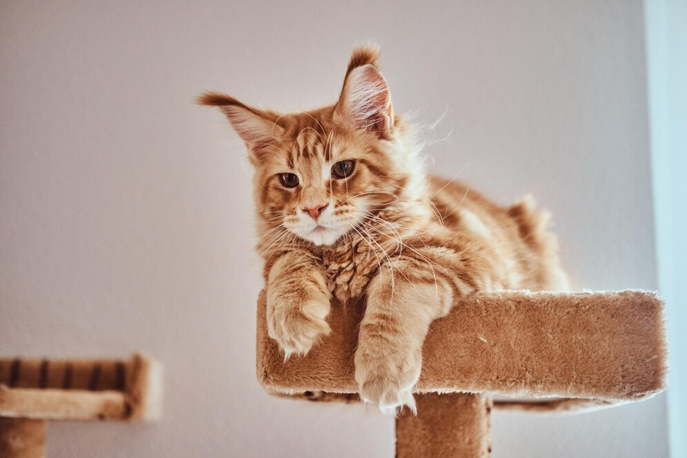 چرا بعضی نژاد گربه‌ها بیشتر عمر می‌کنند؟