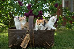 چرا بعضی نژاد گربه‌ها بیشتر عمر می‌کنند؟