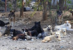 هر هفته ۱۰۰ سگ در پیشوا زنده گیری می‌شود