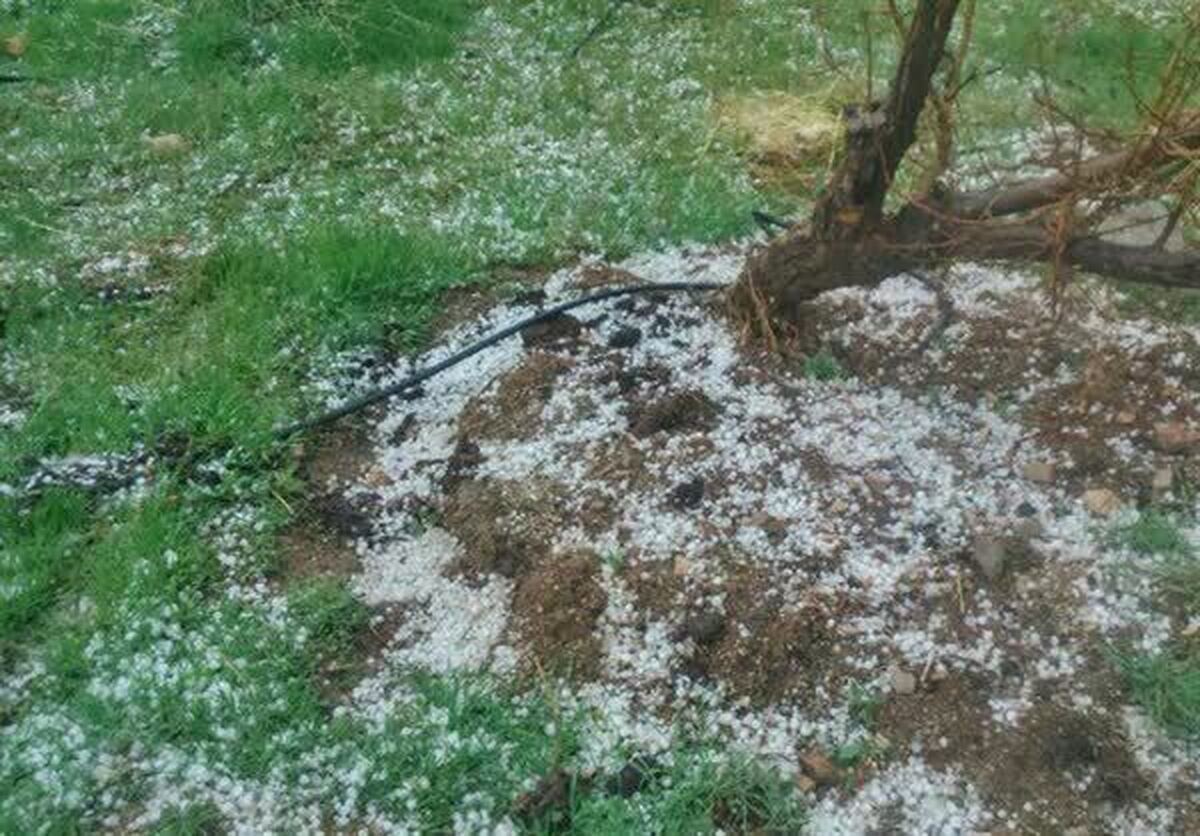 خسارت ۷۰ درصدی تگرگ به باغات روستای «دهنه شیرین» بام‌وصفی‌آباد