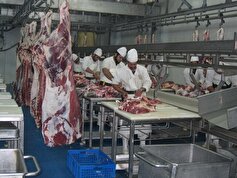 تولید سالانه ۵۲۰ تن گوشت شتر در خاش