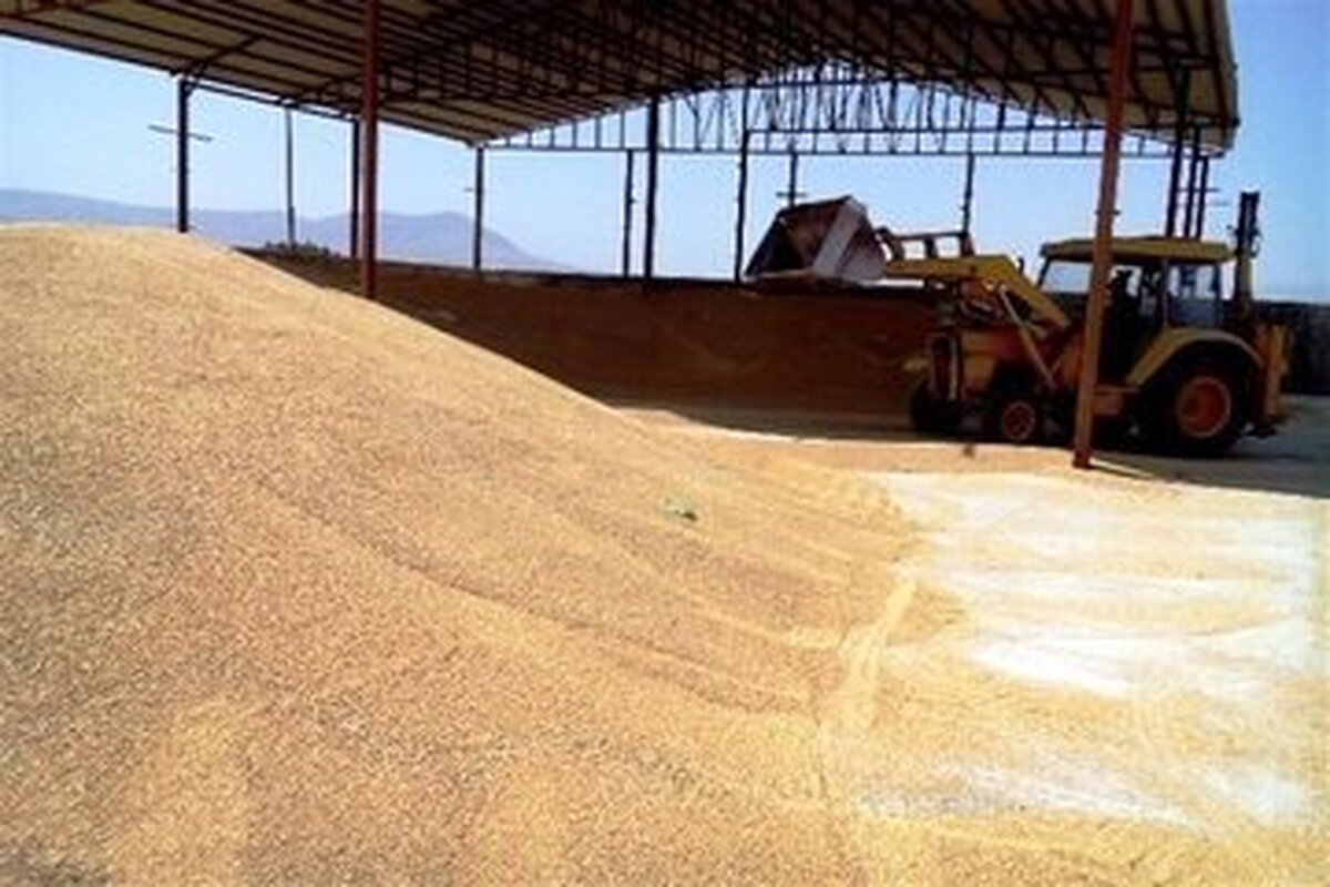 بدهی دولت به گندم کاران خوزستانی