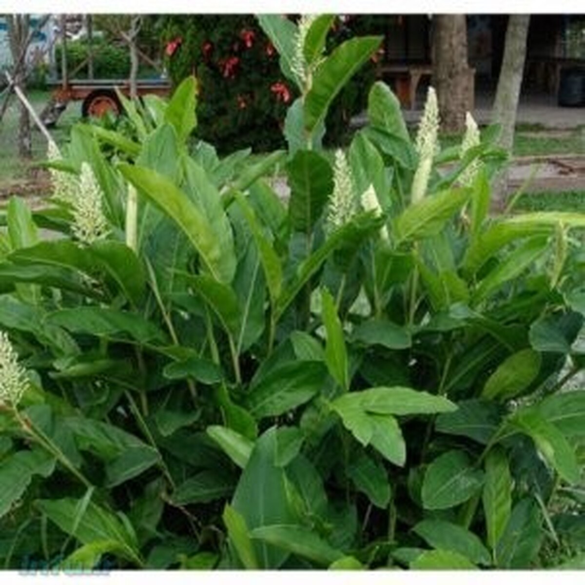 شباهت عجیب گالکان به عنوان یک ادویه به زنجبیل