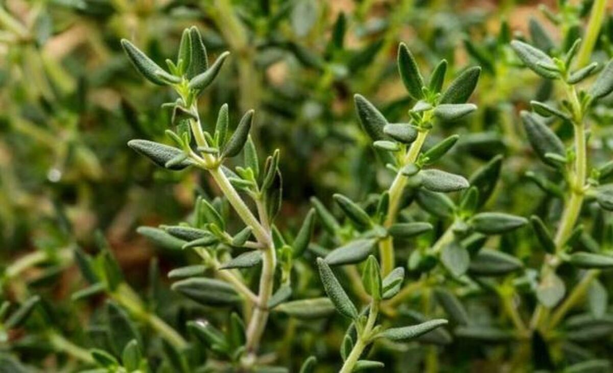 هضم بهتر غذا و پیشگیری از ریزش مو با مصرف آویشن