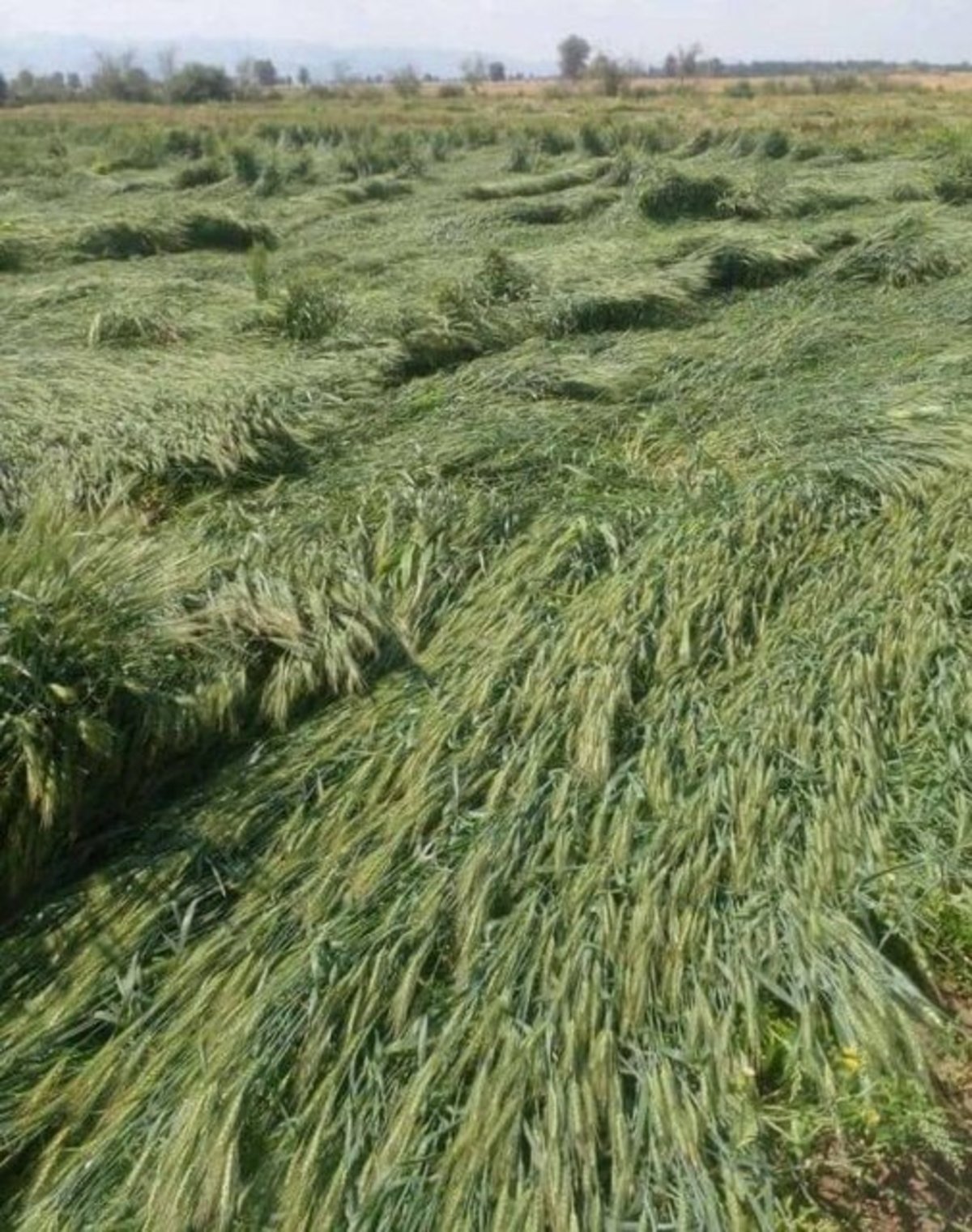 خسارت ۸۲ میلیارد تومانی بارش‌های اخیر به بخش کشاورزی شهرستان جیرفت