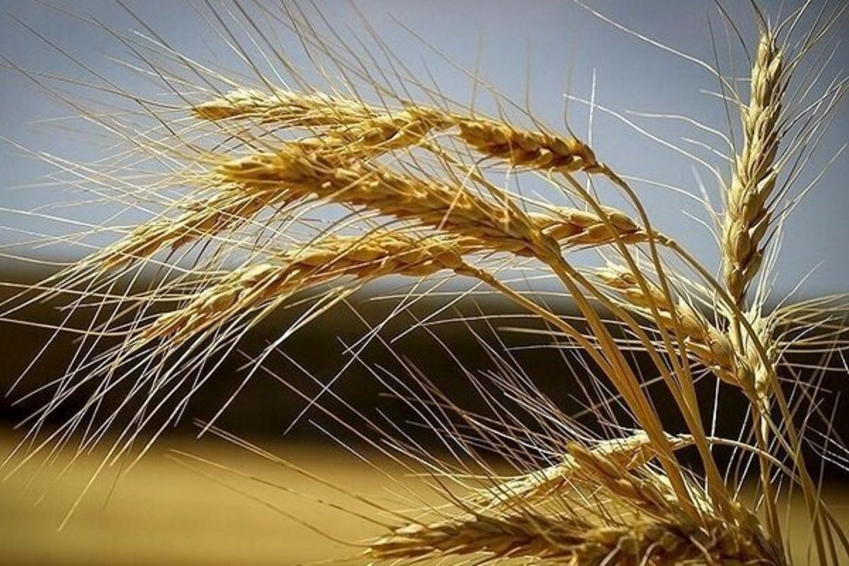 مبارزه با آفت سن در ۱۱۰۰ هکتار از اراضی چهارمحال و بختیاری