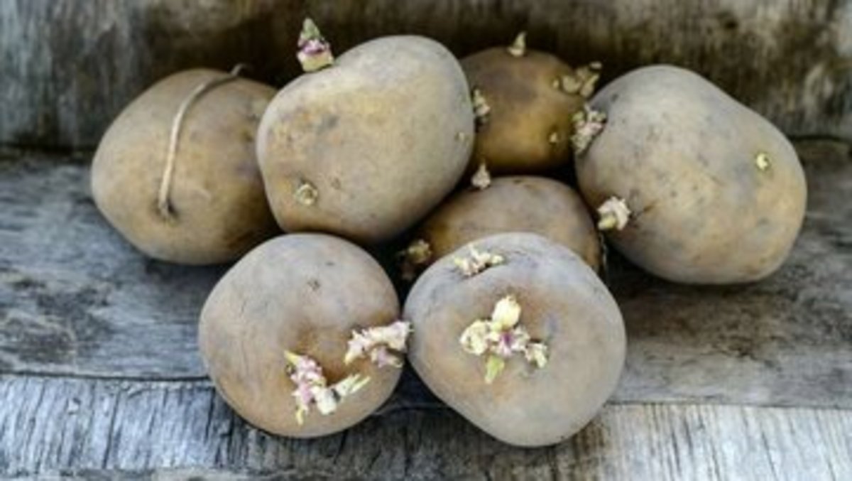 با این ترفند دیگر نگران جوانه زدن سیب زمینی در خانه نباشید