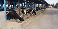 تولید روزانه ۲۷ هزار لیتر شیر در مجتمع گاوداری شیری قیام «ایوان»