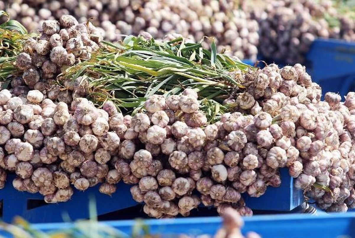 گیاه دارویی که از قرن‌ها قبل به مصرف آن تاکید می‌شده