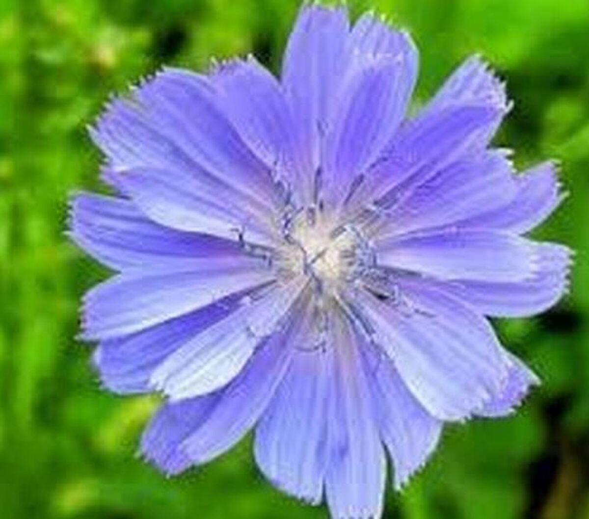 بررسی مزایای کاسنی برای بدن توسط امام رضا (ع)