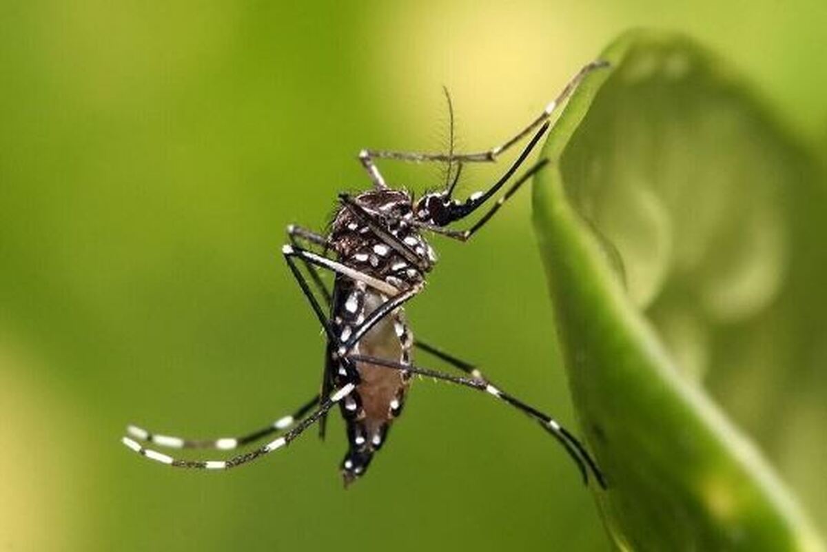 پشه آئدس به ایران رسید! هشدار‌ها را جدی بگیرید!