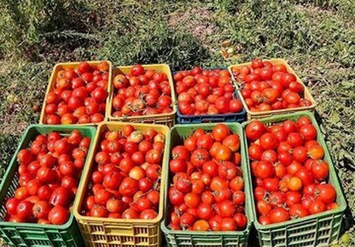 پیشگیری از سرطان‌های کشنده و بیماری قلبی با آب گوجه فرنگی + عوارض