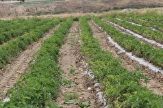 ارائه بسته‌های معیشتی و جبرانی به کشاورزان خسارت دیده از سیل