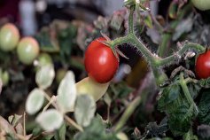 افزایش سطح آنتی‌اکسیدان گوجه فرنگی با نانوحباب هیدروژن