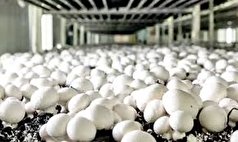 تولید سالانه ۱۰۰۰ تن قارچ دکمه‌ای در شهرستان بستان‌آباد