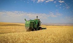 خرید گندم از کشاورزان سیستان و بلوچستان از مرز ۱۰ هزار تن فراتر رفت