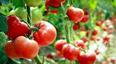 یک کشف جدید برای بالا بردن سطح آنتی‌اکسیدان در گوجه فرنگی