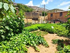 باغچه‌های سلامت خانگی راهی برای ترویج فرهنگ تغذیه سالم