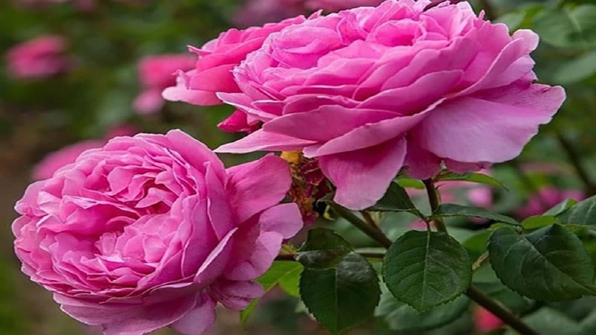 جلوه زیبای گل محمدی در باغات اشکذر