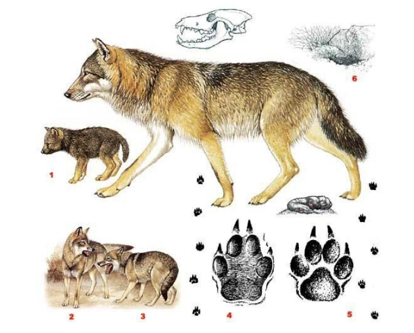 تفاوت‌های سه گونه گرگ، روباه و شغال/دیگه توی یک چشم به هم زدن تشخیص بده