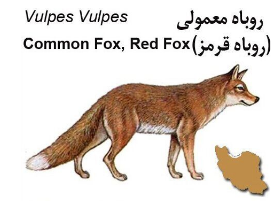 تفاوت‌های سه گونه گرگ، روباه و شغال/دیگه توی یک چشم به هم زدن تشخیص بده