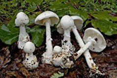 مسمومیت تعدادی از مردم به دلیل مصرف قارچ‌های سمی در لرستان