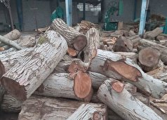 کشف ۱۳ تن چوب تاغ قاچاق در استان سمنان/۱۱ متخلف دستگیر شدند