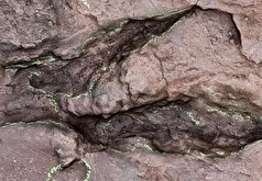 بزرگترین ردپای دایناسور شکاری کشف شد