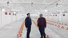 بهره‌برداری از واحد مرغداری ۲۰ هزار قطعه‌ای در نمین با حمایت بنیاد برکت
