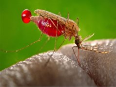 فیلم| تلاش‌های بی وقفه برای مهار مالاریا در هرمزگان