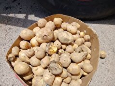 کشف سیب‌زمینی‌های تریاکی در اردستان