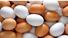 تولید ۴۸۰۰ تن تخم مرغ در واحد‌های مرغ تخمگذار شهرستان آبیک