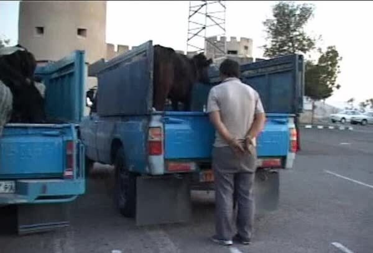 سارق احشام در یکی از روستا‌های شمالی کشور دستگیر شد