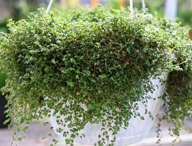 چه گیاهی برای آپارتمان بهتر است؟