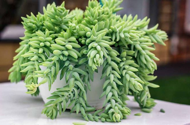 چه گیاهی برای آپارتمان بهتر است؟