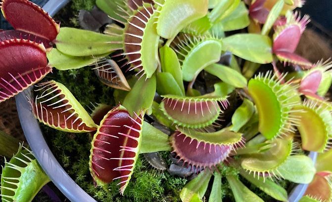 چه گیاهی برای آپارتمان بهتر است؟