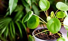 چه گیاهی برای آپارتمان بهتر است؟