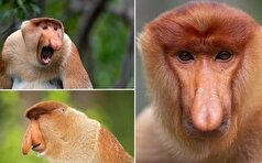 آیا می‌دانستید نقطه جذابیت میمون‌های پروبوسیس دماغ آنها است!